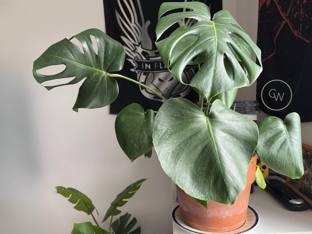 Monstera Pflanze